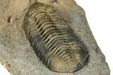 Morocconites Trilobite Fossil - Multi-Toned Shell Coloration #334880-5